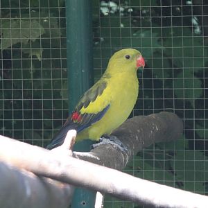 Regent parrot