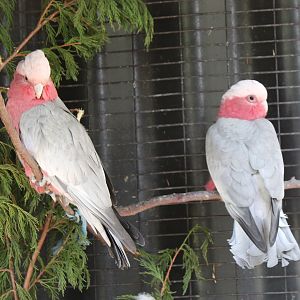 Galahs
