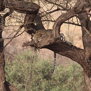African Leopard