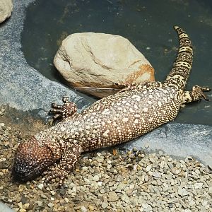 Mexican beaded lizard (Heloderma horridum horridum), 2023-05-31