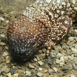 Mexican beaded lizard (Heloderma horridum horridum), 2023-05-31