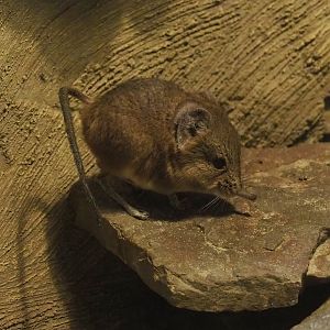 Round-eared elephant shrew (Macroscelides proboscideus), 2023-05-31