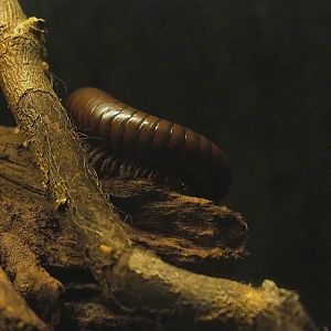 Millipede Spirostreptus spec. 1 "Tanzania", 2023-05-31