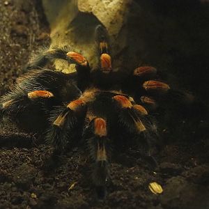 Mexican red knee tarantula ( Brachypelma smithi), 2023-05-31