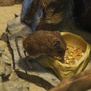 Round-eared elephant shrew (Macroscelides proboscideus), 2023-05-31
