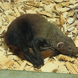 Eastern ring-tailed vontsira (Galidia elegans elegans), 2023-05-31