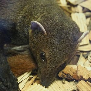 Eastern ring-tailed vontsira (Galidia elegans elegans), 2023-05-31
