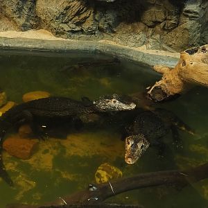 Cuvier's dwarf caimans (Paleosuchus palpebrosus), 2023-05-31