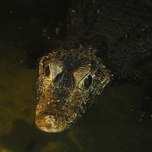 Cuvier's dwarf caiman (Paleosuchus palpebrosus), 2023-05-31