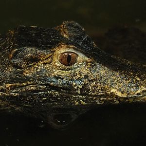 Cuvier's dwarf caiman (Paleosuchus palpebrosus), 2023-05-31