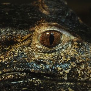 Cuvier's dwarf caiman (Paleosuchus palpebrosus), 2023-05-31