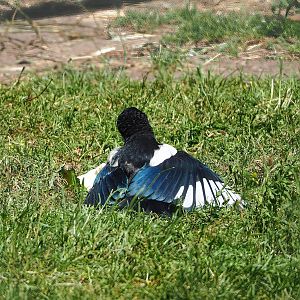 Wild Eurasian magpie (Pica pica), 2023-05-31