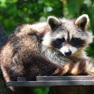 Northern Raccoon (Procyon lotor), 2023-05-31