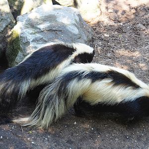 Striped skunks (Mephitis mephitis), 2023-05-31