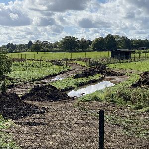 New path work for the monkey forest, ZSL Whipsnade UK