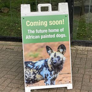 Coming Soon: African Painted Dogs