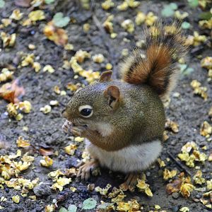 American Red Squirrel enjoying popcorn