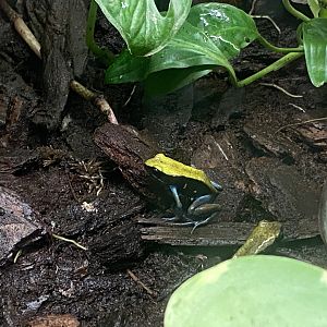 Blue-legged mantella 140923
