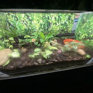 Blue-legged mantella exhibit 140923