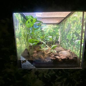 Yellow-banded poison dart frog exhibit 140923