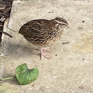 Butterfly World IOW - Quail 140923