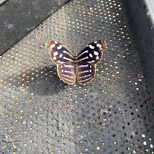 Butterfly World IOW 140923