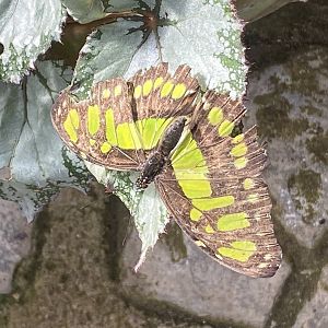 Butterfly World IOW 140923