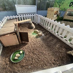 Butterfly World IOW - African spurred tortoises 140923