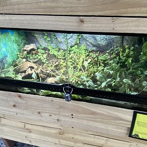 Butterfly World IOW - Fire-bellied toads 140923