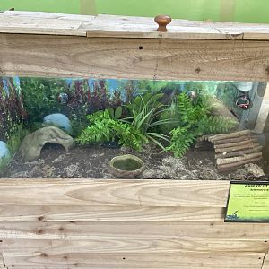 Butterfly World IOW - Asian forest scorpion 140923