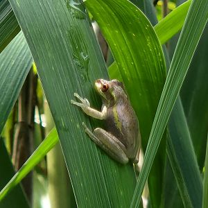 Cuban Tree Frog juvenile
