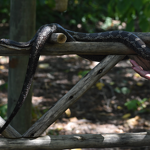 Sep. 2023 - Children's Zoo - Black Rat Snake Demonstration on New Outdoor Structure