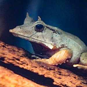 Sep. 2023 - Dragons! Solomon Island Leaf Frog