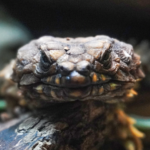 Sep. 2023 - Dragons! - Armadillo Lizard