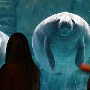 Sep. 2023 - Manatee Springs - Manatee & Admirers