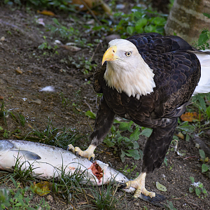 Sep. 2023 - Reptile House - Bald Eagle & their "kill"