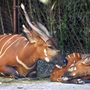 Sep. 2023 - Rhino Reserve - Stevie & Beaudan