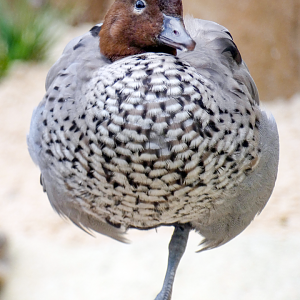 Sep. 2023 - Roo Valley - Australian Wood Duck