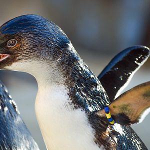 Sep. 2023 - Roo Valley - Little Blue Penguin