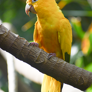 Sep. 2023 - World of the Insect - Golden Conure
