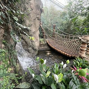 Discovery Center Rainforest