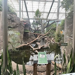Green Iguana Exhibit