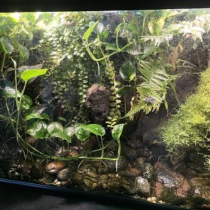 Poison Dart Frog Terrarium