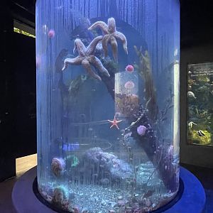 Cold Saltwater Tank