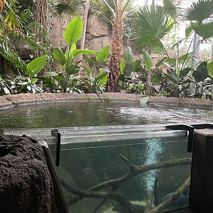 Amazon River Tank