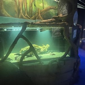 Diamondback Terrapin Tank