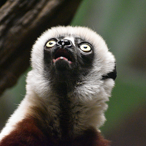 Sep. 2023 - Jungle Trails - Coquerel's Sifaka