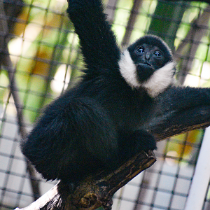 Sep. 2023 - Jungle Trails - Kip - Northern White-cheeked Gibbon (being raised by Buff-cheeked Gibbons)