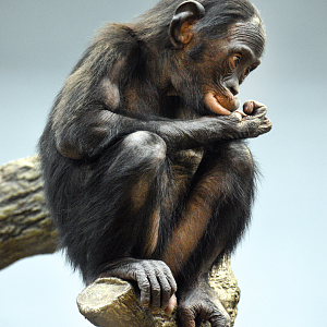 Sep. 2023 - Jungle Trails - Bonobo (Amali)