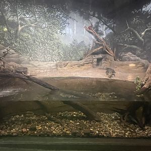 Cuvier’s Dwarf Caiman Exhibit